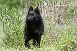 SCHIPPERKE 286